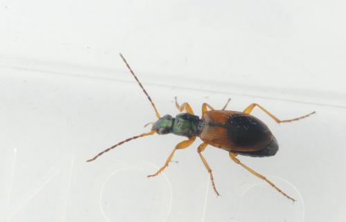 Réf. 203 068 : Anchomenus dorsalis